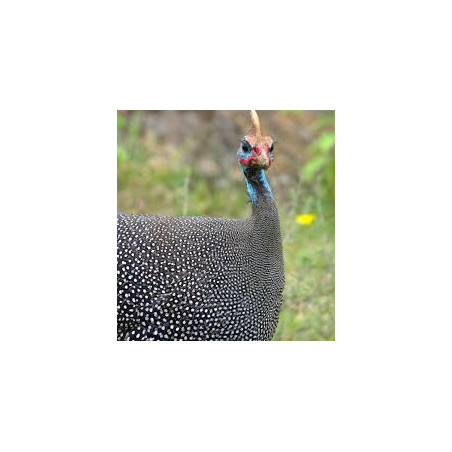 Guinea fowl feather bow tie