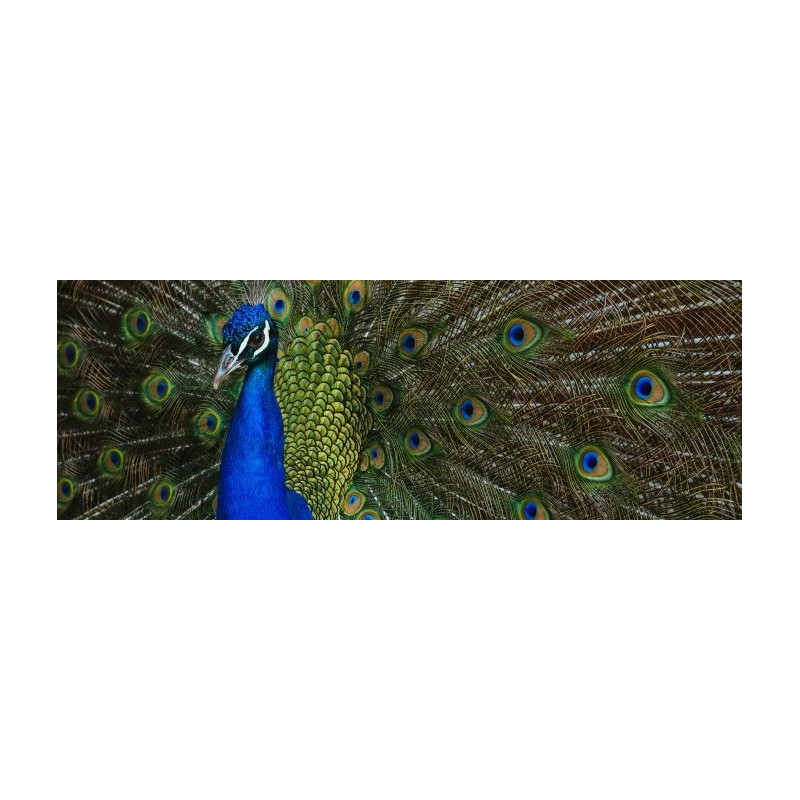 Noeud papillon en plumes : Paon, vue 4