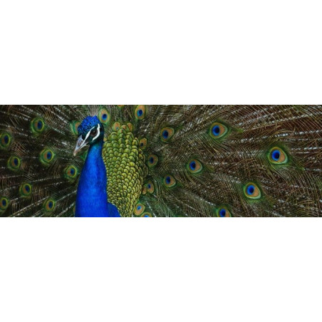Noeud papillon en plumes : Paon, vue 4